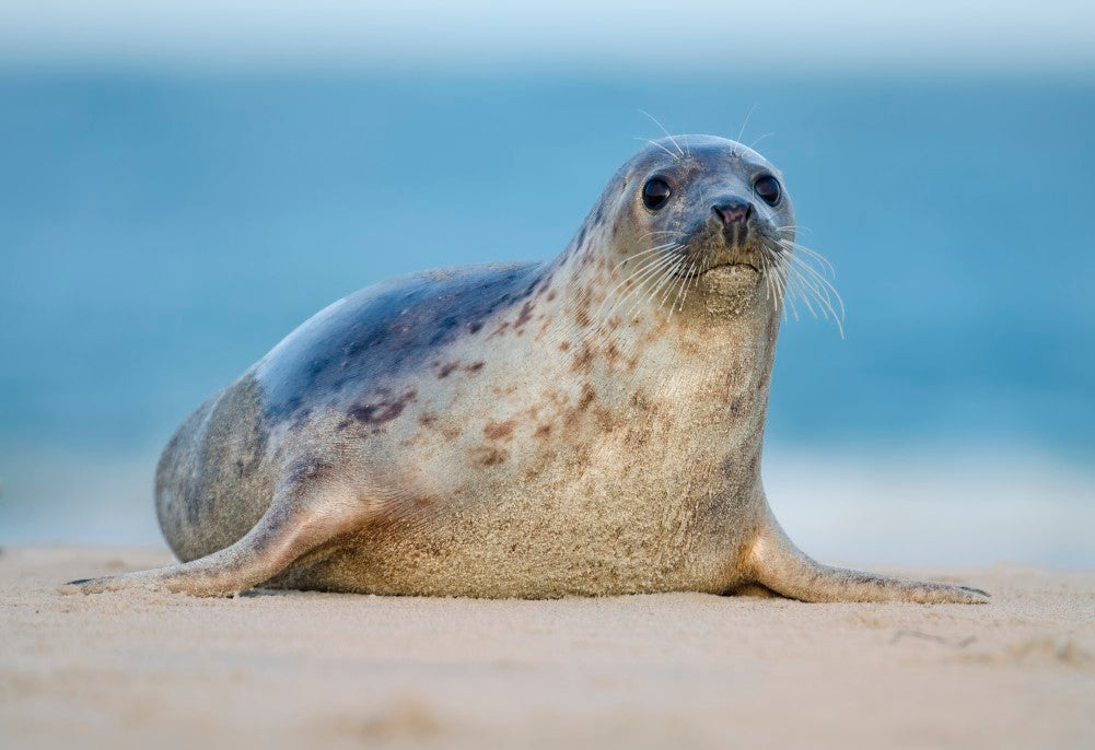 The Health Benefits of Seal Oil: A Natural Source of Omega-3