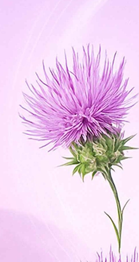 What Is Milk Thistle Used For in Daily Wellness Routines