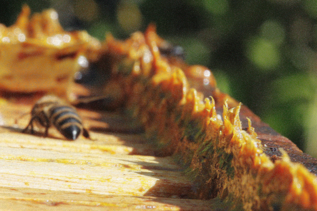 Why Bee Propolis Fits the 2026 Trend Toward Everyday Resilience